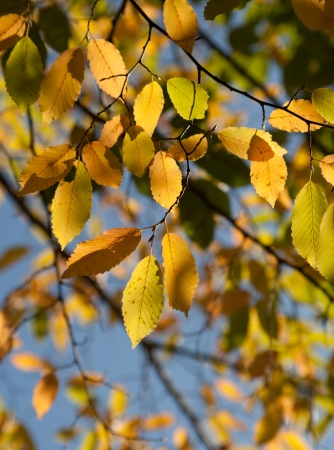photo of birch branch in a forestの写真素材