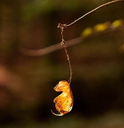 Photo of leaves in sunlightの写真素材