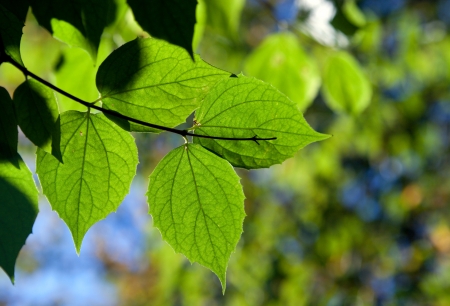 Photo of leaves in sunlightの写真素材