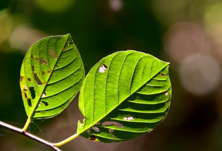 photo of green leaves in sunlight
