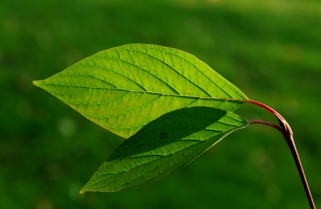  photo of green leaves in the forestの写真素材