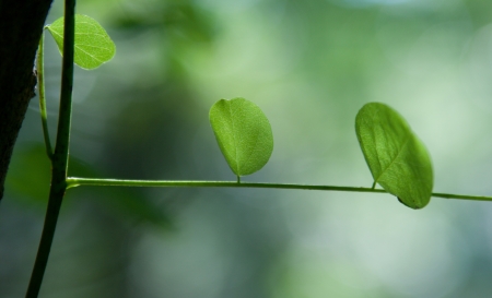 photo of green leaves in a forestの写真素材