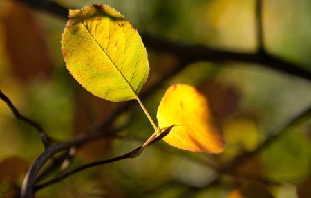 photo of leaves in the sunlightの写真素材