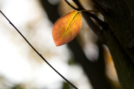 Photo of an autumn leaf at sunsetの写真素材
