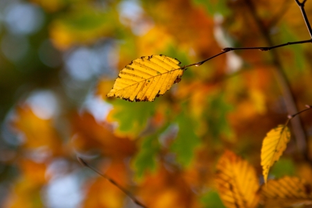 photo of autumn leaf on a branch in a forestの写真素材