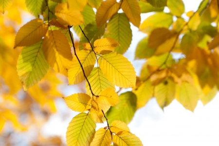 photo of autumn leaves in sunlight in the forestの写真素材