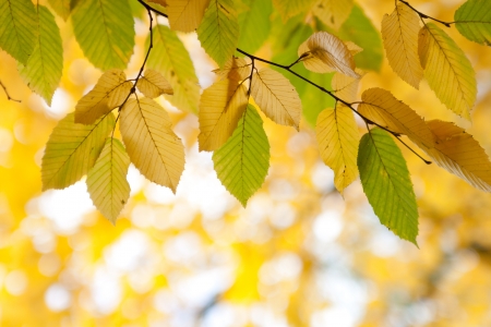 photo of autumn leaves on a treeの写真素材