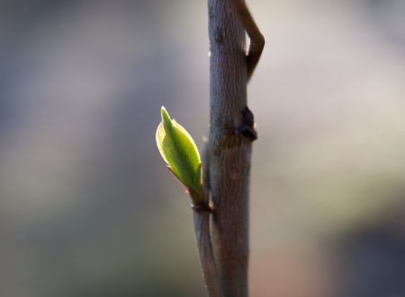 young leaf in sunlightの写真素材
