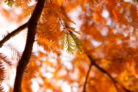 photo of branch of fir in the forestの写真素材