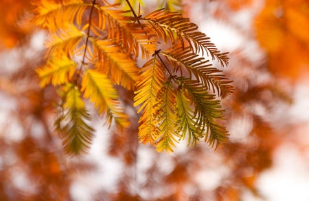 photo of branch of fir in the sunlightの写真素材