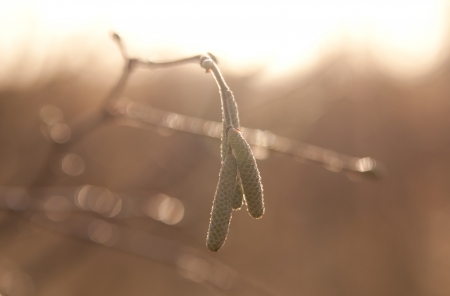 photo of catkins in sunlightの写真素材