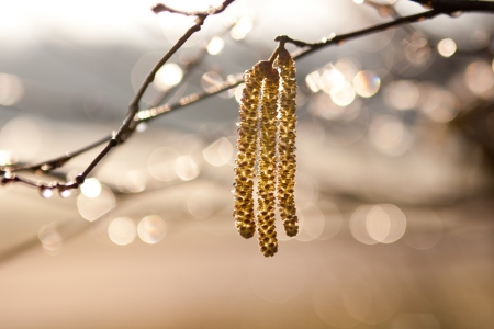 photo of catkins in sunshineの写真素材