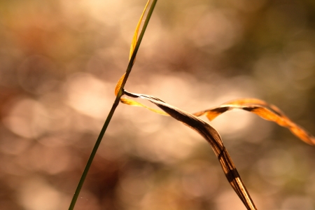  photo of grass in the windの写真素材