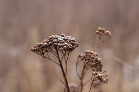 photo of dry grass in frostの写真素材