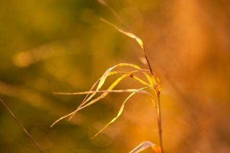  photo of dry grass in the light of the setting sunの写真素材