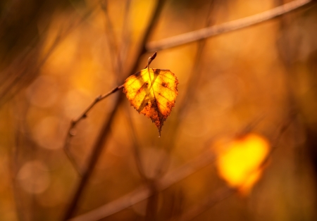 photo of dry leaf in the light of the sunsetの写真素材