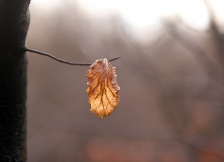 dry leaf on a branchの写真素材