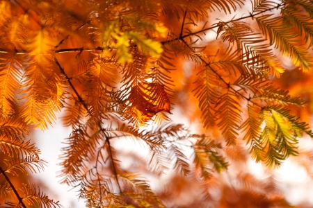 autumn firの写真素材