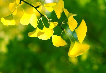 branch of ginkgoの写真素材