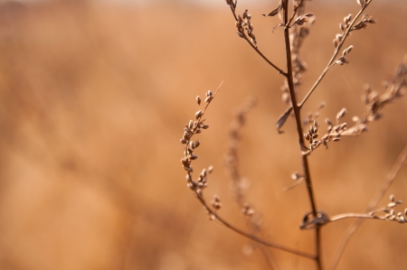 branches of weed in sunlightの写真素材