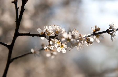 White cherry blossoms の写真素材