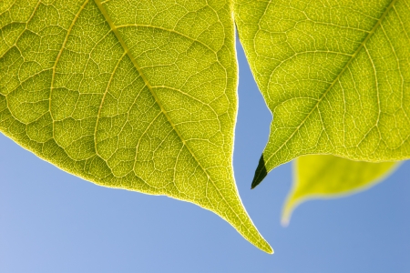 Close up of  green leaves in sunlight against the sky