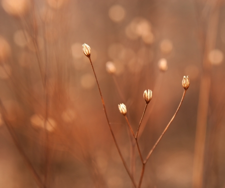 dried flower buds of weedの写真素材