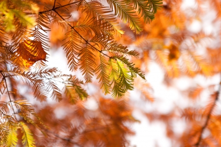 autumn branches of firの写真素材
