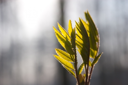 fresh green leavesの写真素材