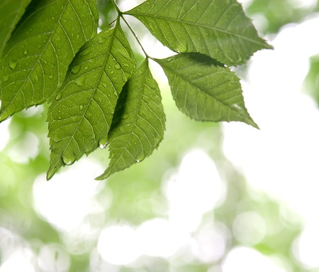 Green Leaves in the Rain in a forestの写真素材