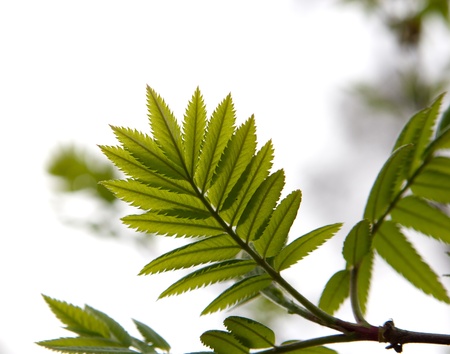 green leaves on white backgroundの写真素材