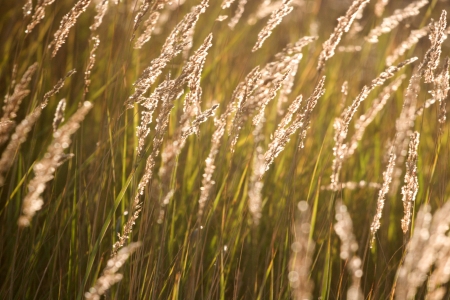 grass in the sunshine の写真素材