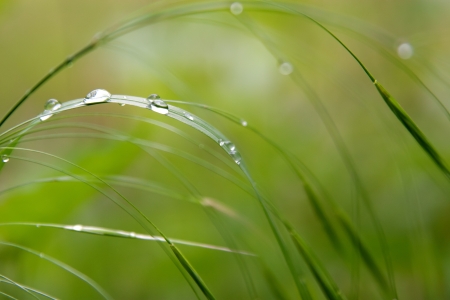 Drops on green grass after rainの写真素材