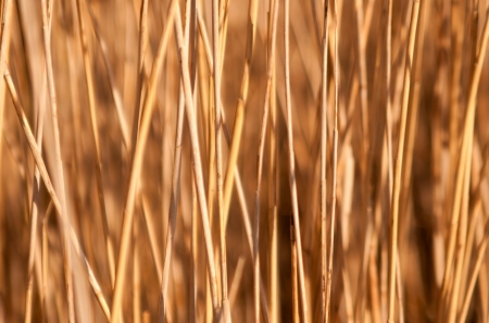 reed stems in sunshineの写真素材