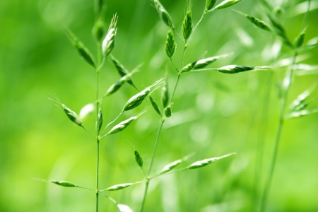 Seeds of green grass in sunlightの写真素材