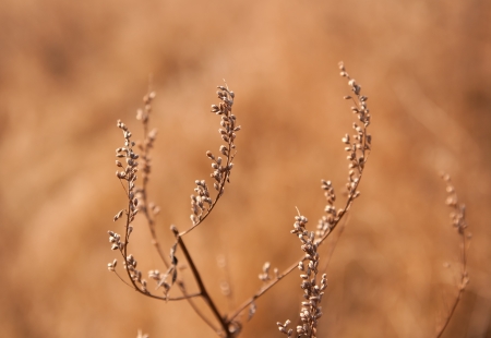 branches of weed in sunlightの写真素材