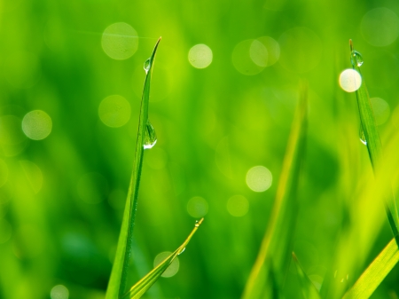 dewdrops on green grassの写真素材