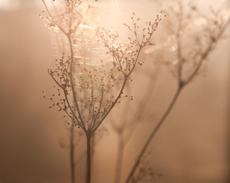 dry weed in sunlightの写真素材