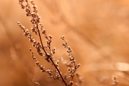  dry weed in sunlightの写真素材