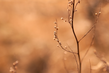 dry weed in sunshineの写真素材