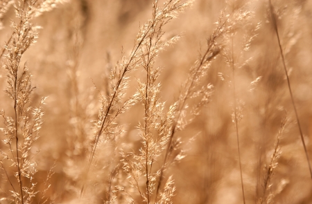 dry weeds in sunlightの写真素材