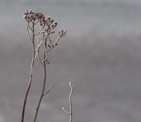 dried tansy in winterの写真素材