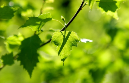 Fresh birch leaves in the sunlightの写真素材