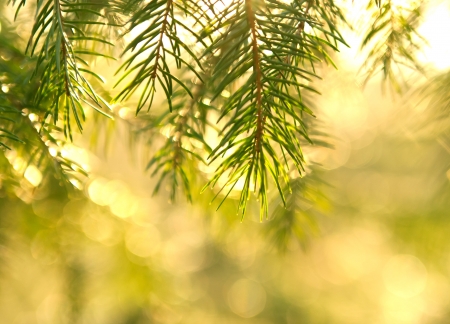 spruce branches in sunshineの写真素材