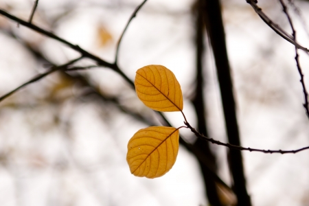 two autumn leaf in the forest