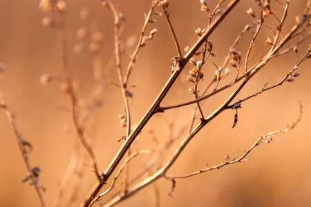 weed in the light of the setting sunの写真素材