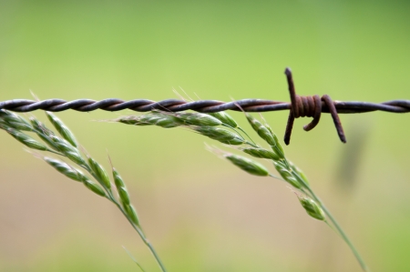 Barbed wire and the green grass の写真素材