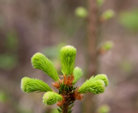 Spring fresh needles of spruceの写真素材