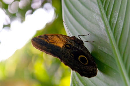 Butterfly on a leaf in the forestの写真素材