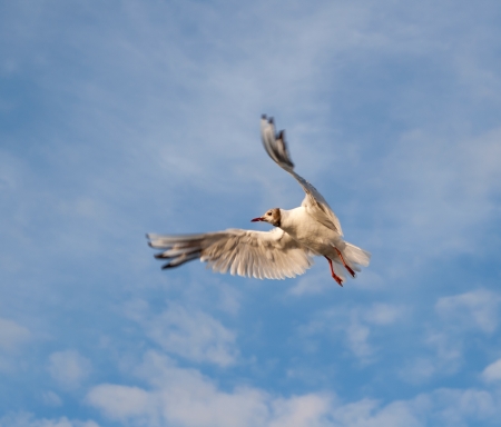 Flying seagull in the skyの写真素材
